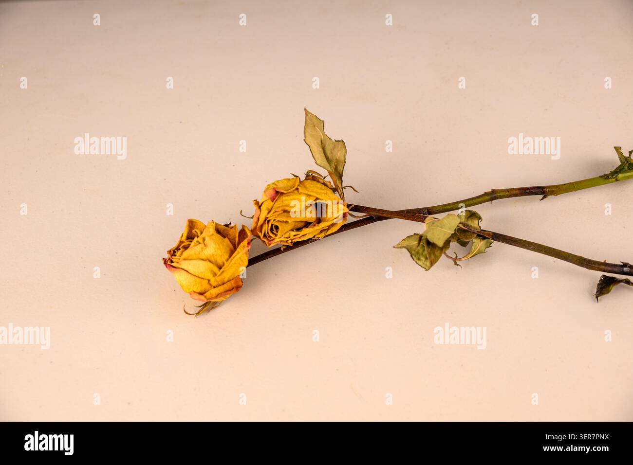 Getrocknete gelbe Rose liegt auf einer hellen Oberfläche. Die Blütenblätter Rollen sich sanft und zeigen das Alter an. Grüne Blätter haften am Stiel. Der Niedergang der Natur ist hier sanft. Dieses Bild Stockfoto