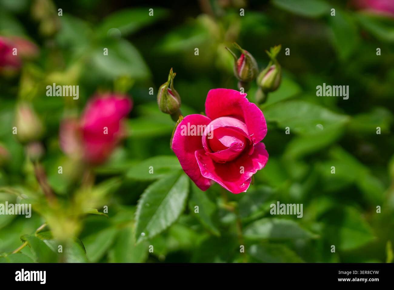 Leuchtend rosa „William Baffin“-Rosenknospen beginnen sich zwischen frischem grünem Laub und ungeöffneten Knospen zu entfalten, die in weichem natürlichem Licht erfasst werden. Stockfoto