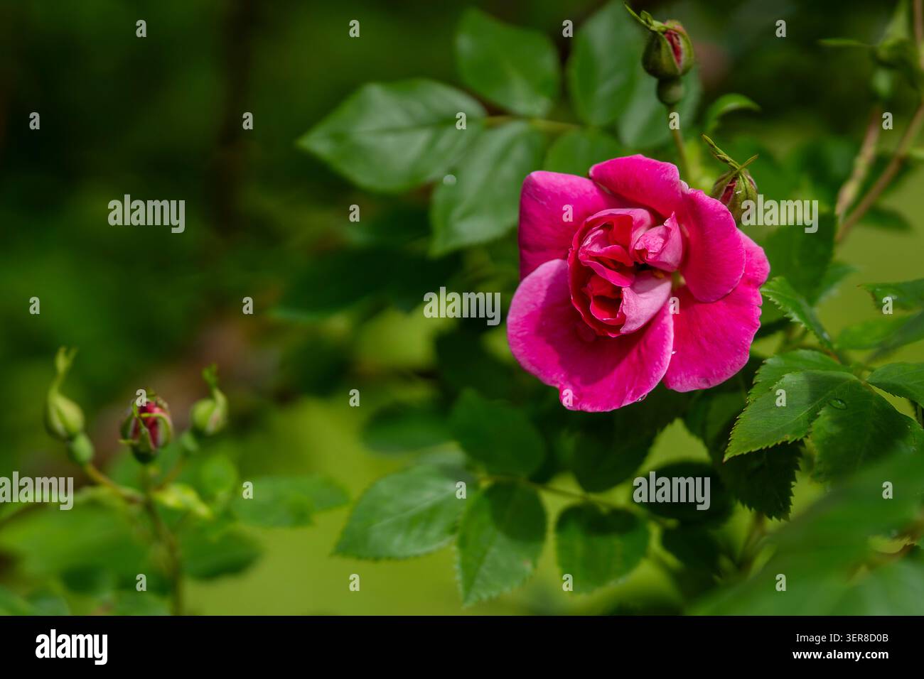 Leuchtend rosa „William Baffin“-Rosenknospen beginnen sich zwischen frischem grünem Laub und ungeöffneten Knospen zu entfalten, die in weichem natürlichem Licht erfasst werden. Stockfoto