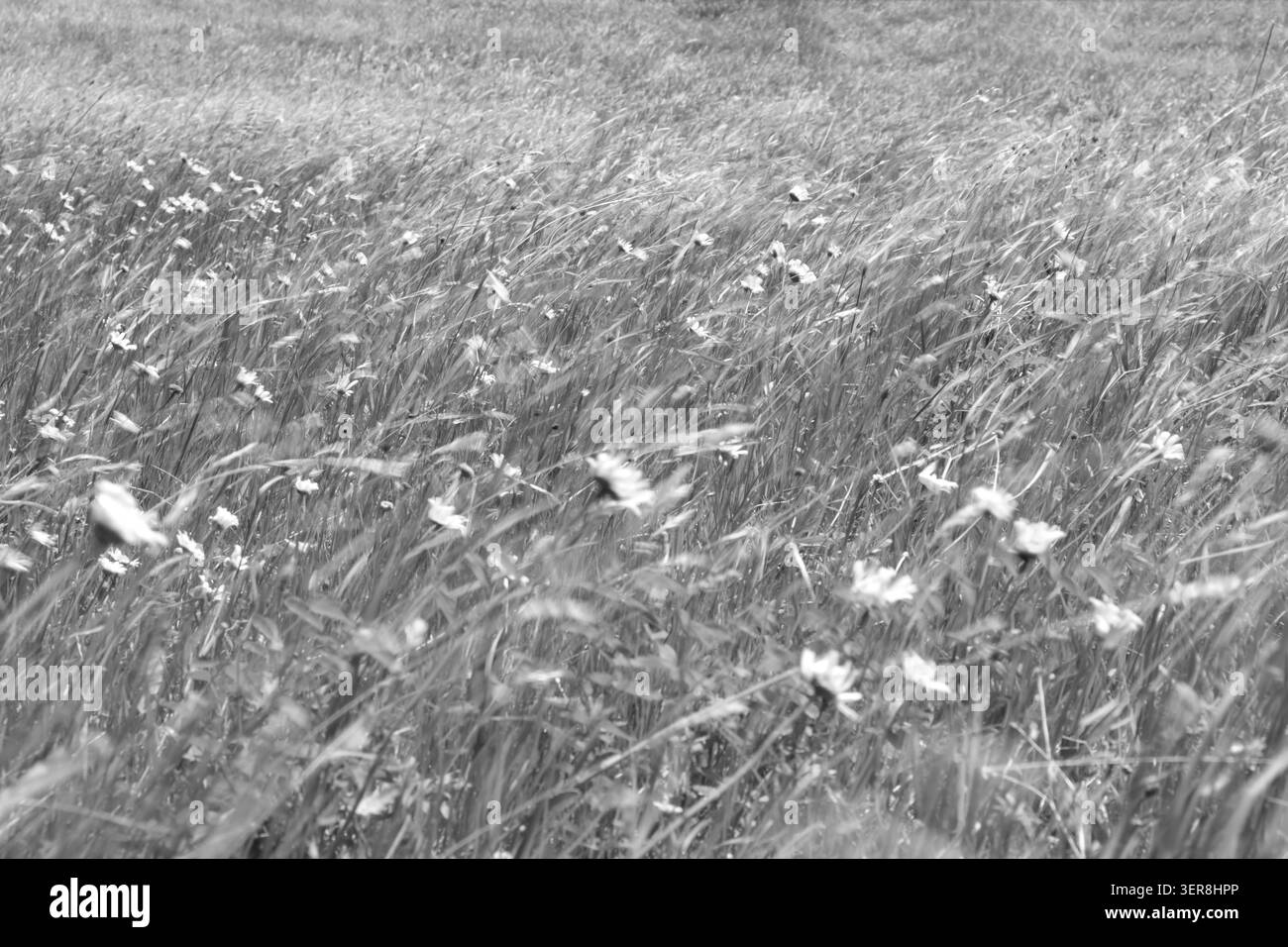 Gras und Wildblumen bewegen sich im Wind über eine natürliche Wiese. Frische Landschaft mit Bewegungseffekt. Stockfoto