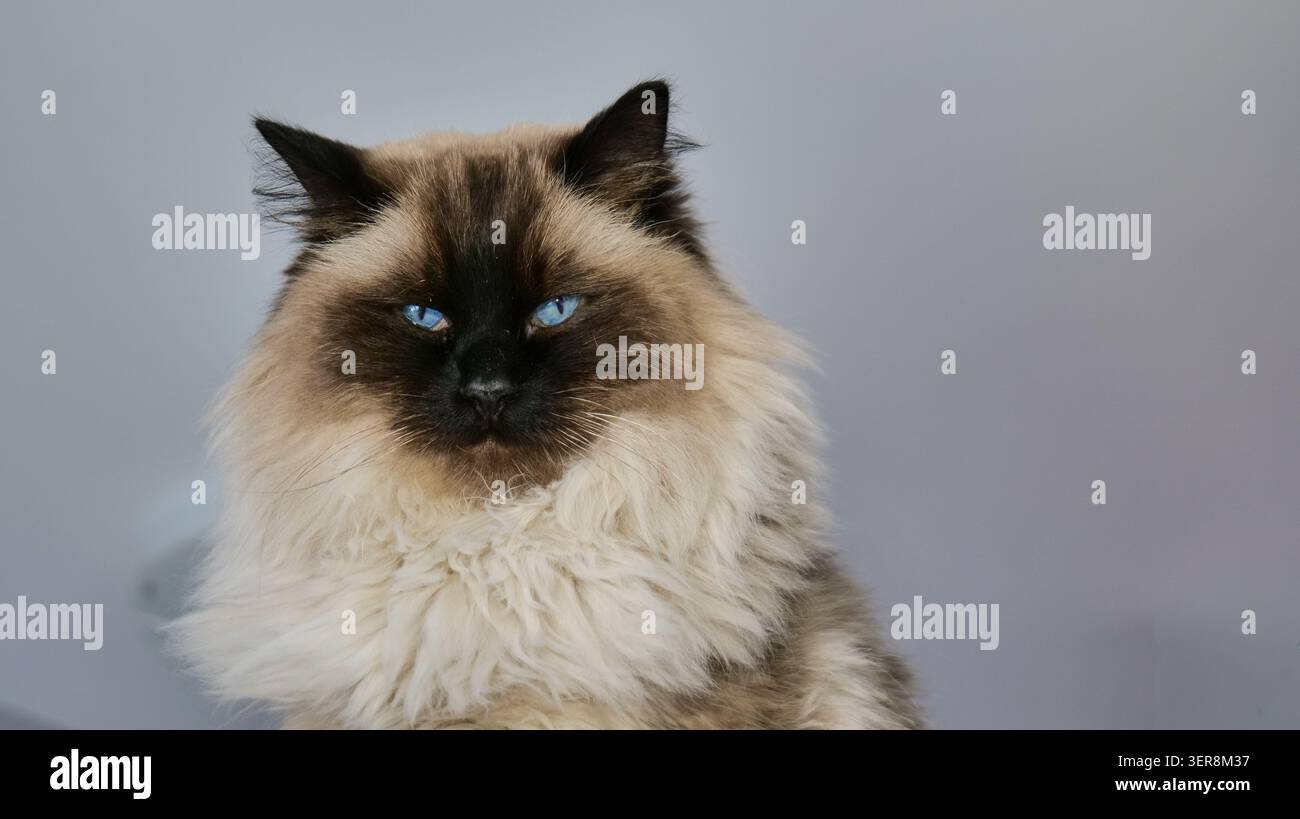 Ragdoll-Katze mit blauen Augen, die in die Kamera schauen Stockfoto