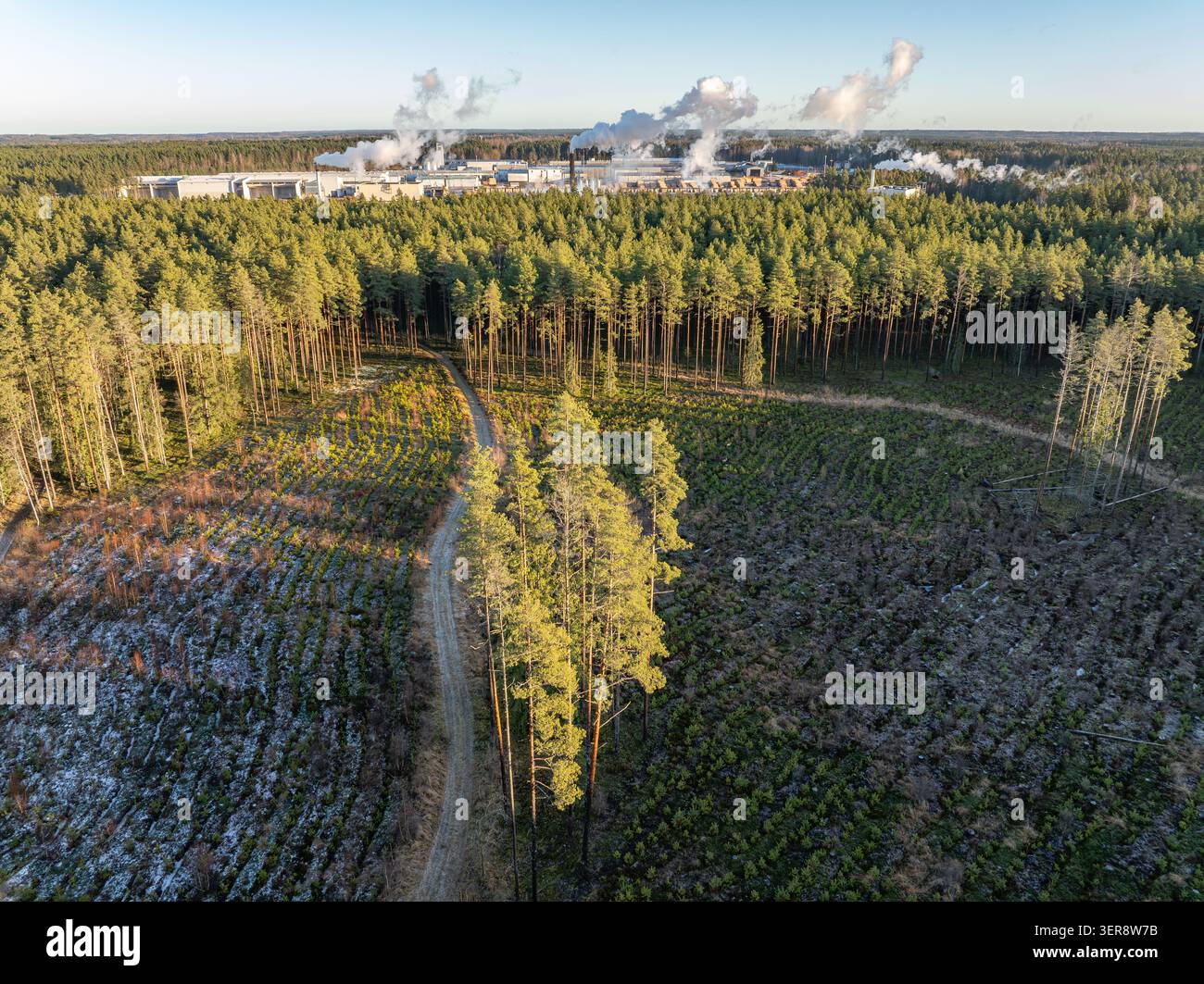 Aus der Vogelperspektive der Holzfabrik, umgeben von bewirtschafteten Kiefernwäldern und jungen Baumplantagen in Lettland Stockfoto