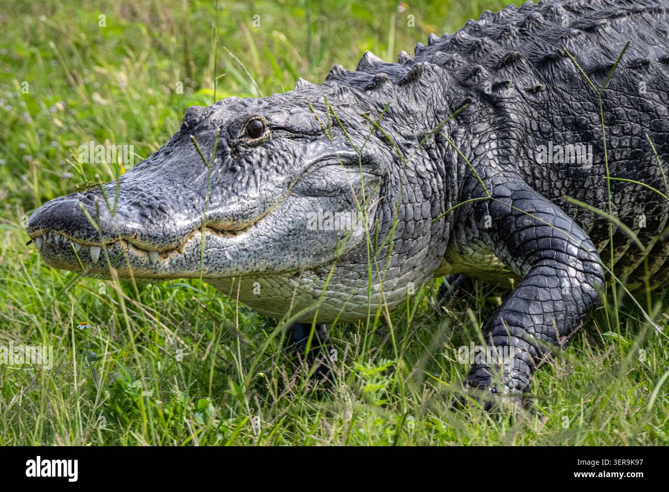 Großer Alligator (Alligator mississippiensis) entlang des North Apopka Wildlife Drive in Apopka, Florida, in der Nähe von Orlando. (USA) Stockfoto