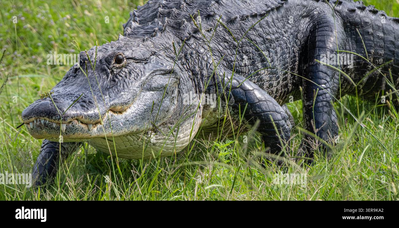 Großer Alligator (Alligator mississippiensis) entlang des North Apopka Wildlife Drive in Apopka, Florida, in der Nähe von Orlando. (USA) Stockfoto