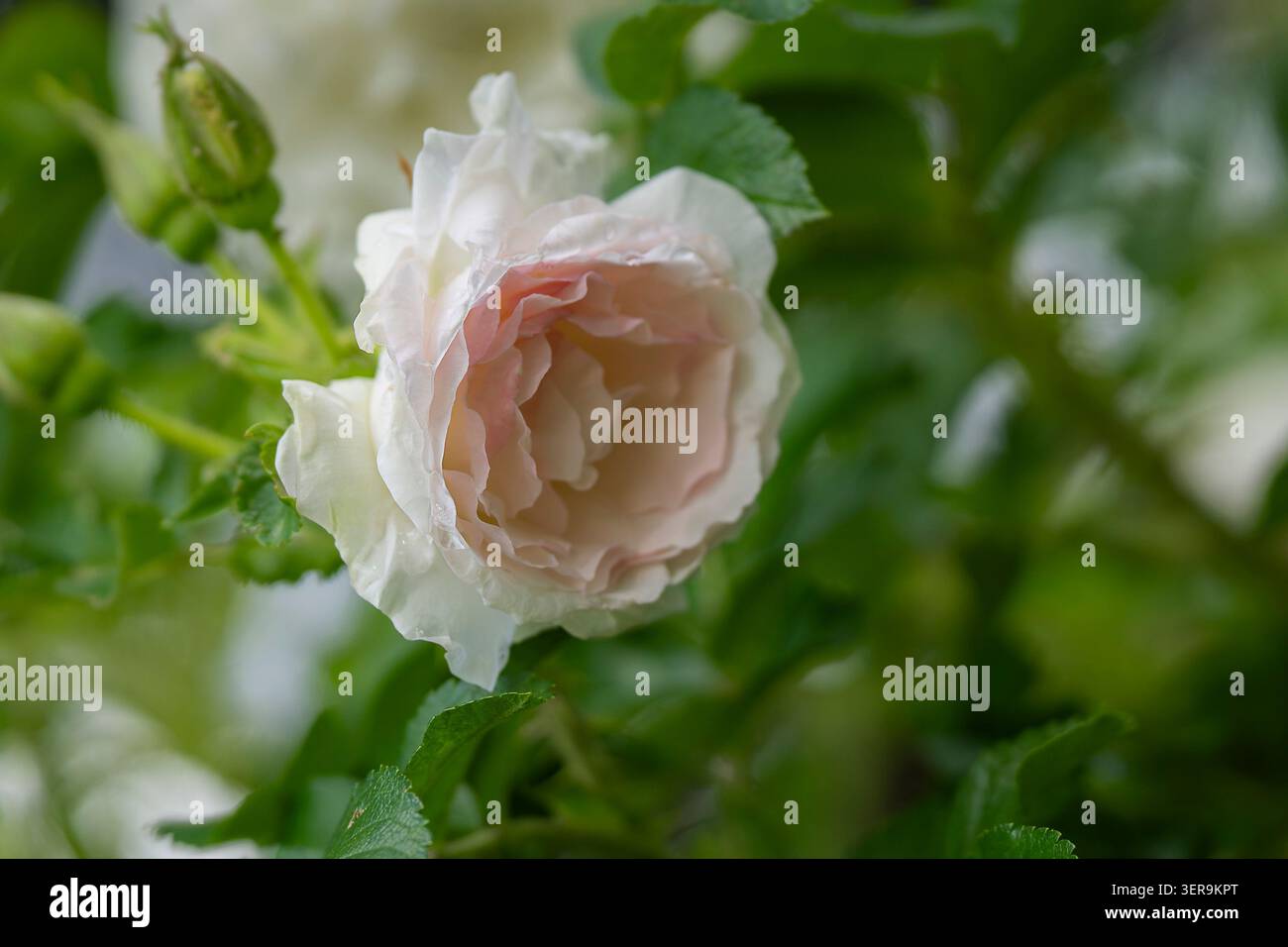 Die zarte rosa rugosa „Ritausma“-Rosenblüte ist mit Regentropfen verziert, umgeben von frischem grünem Laub in einer ruhigen Gartenumgebung. Stockfoto
