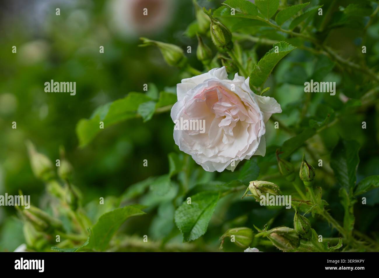 Die zarte rosa rugosa „Ritausma“-Rosenblüte ist mit Regentropfen verziert, umgeben von frischem grünem Laub in einer ruhigen Gartenumgebung. Stockfoto