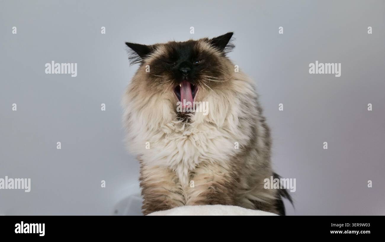 Ragdoll Cat Gähnen mit weit geöffnetem Mund Stockfoto