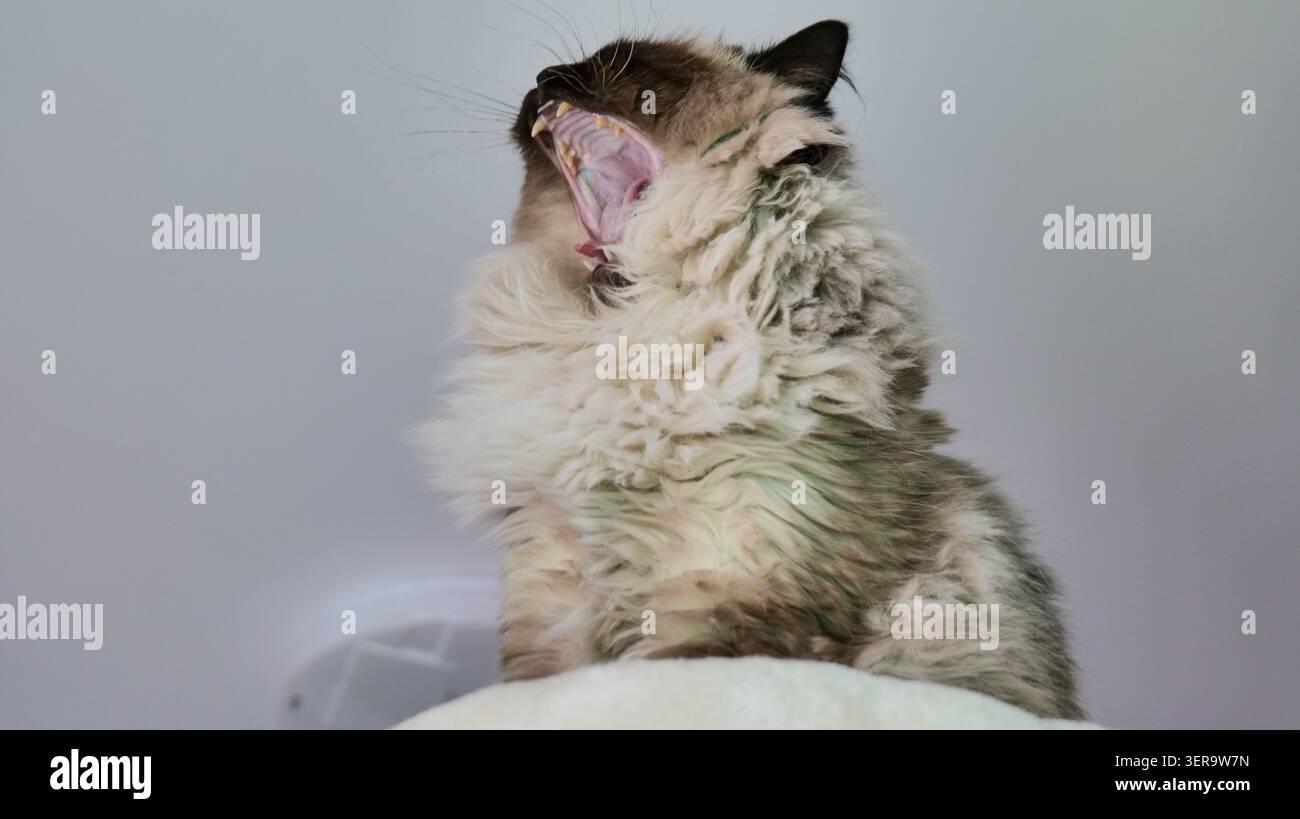 Ragdoll Cat Gähnen mit weit geöffnetem Mund Stockfoto