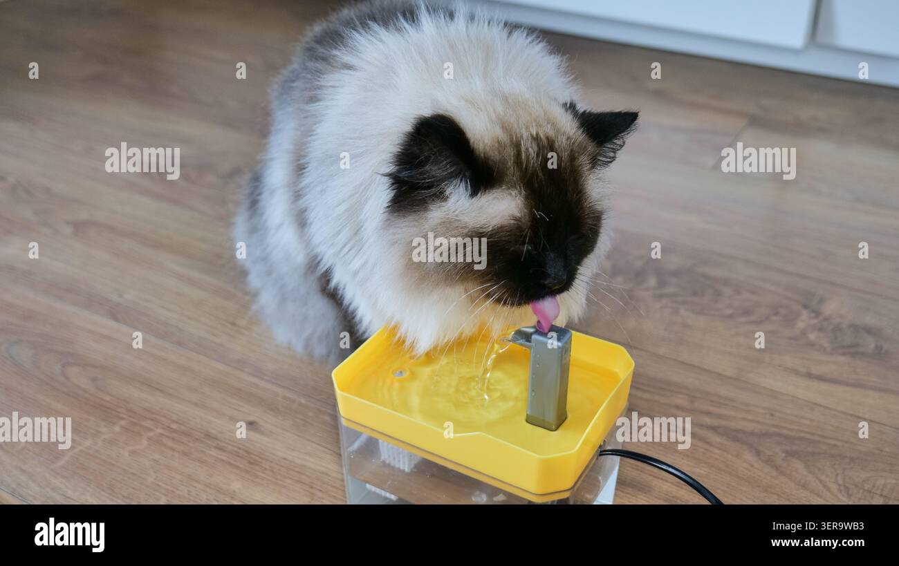Ragdoll Cat Trinkwasser aus einem Tierbrunnen Stockfoto