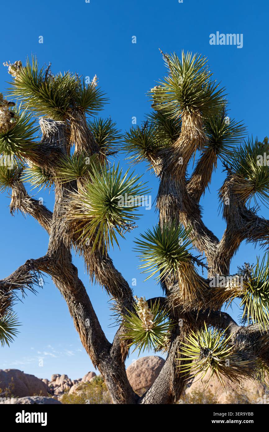 Joshua Tree (Yucca Buergeri), Joshua Tree National Park, Kalifornien, USA Stockfoto