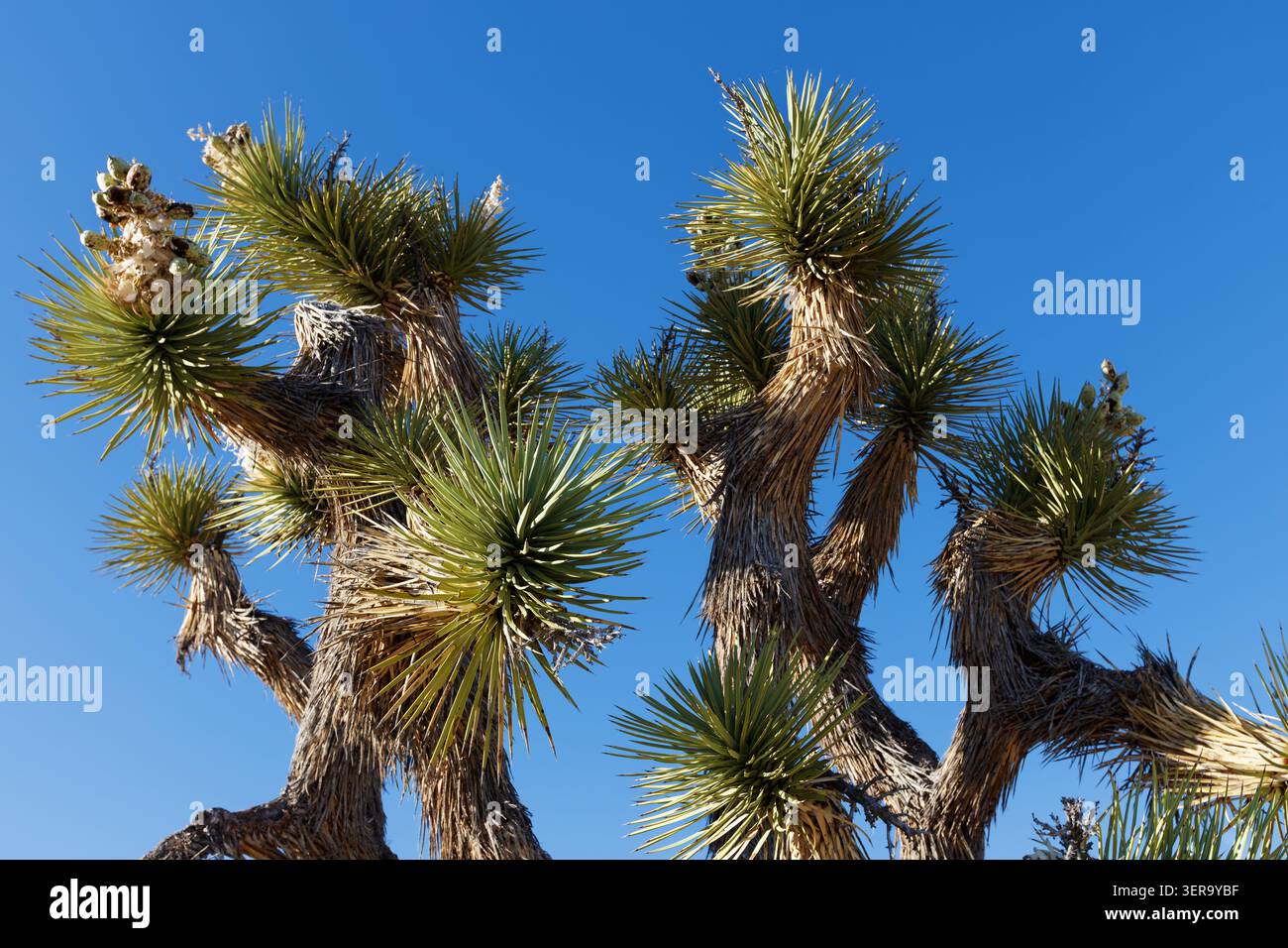 Joshua Tree (Yucca Buergeri), Joshua Tree National Park, Kalifornien, USA Stockfoto