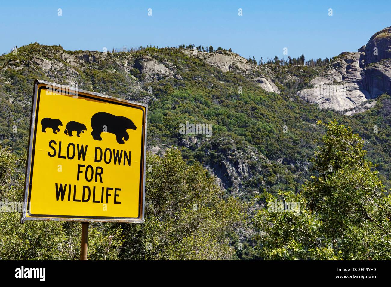 Fahren Sie mit dem Wildlife-Schild, Sequoia National Park, Kalifornien, USA Stockfoto