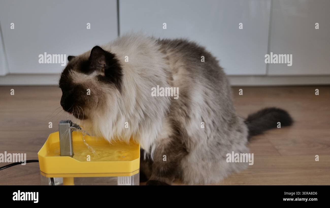 Ragdoll Cat Trinkwasser aus einem Tierbrunnen Stockfoto