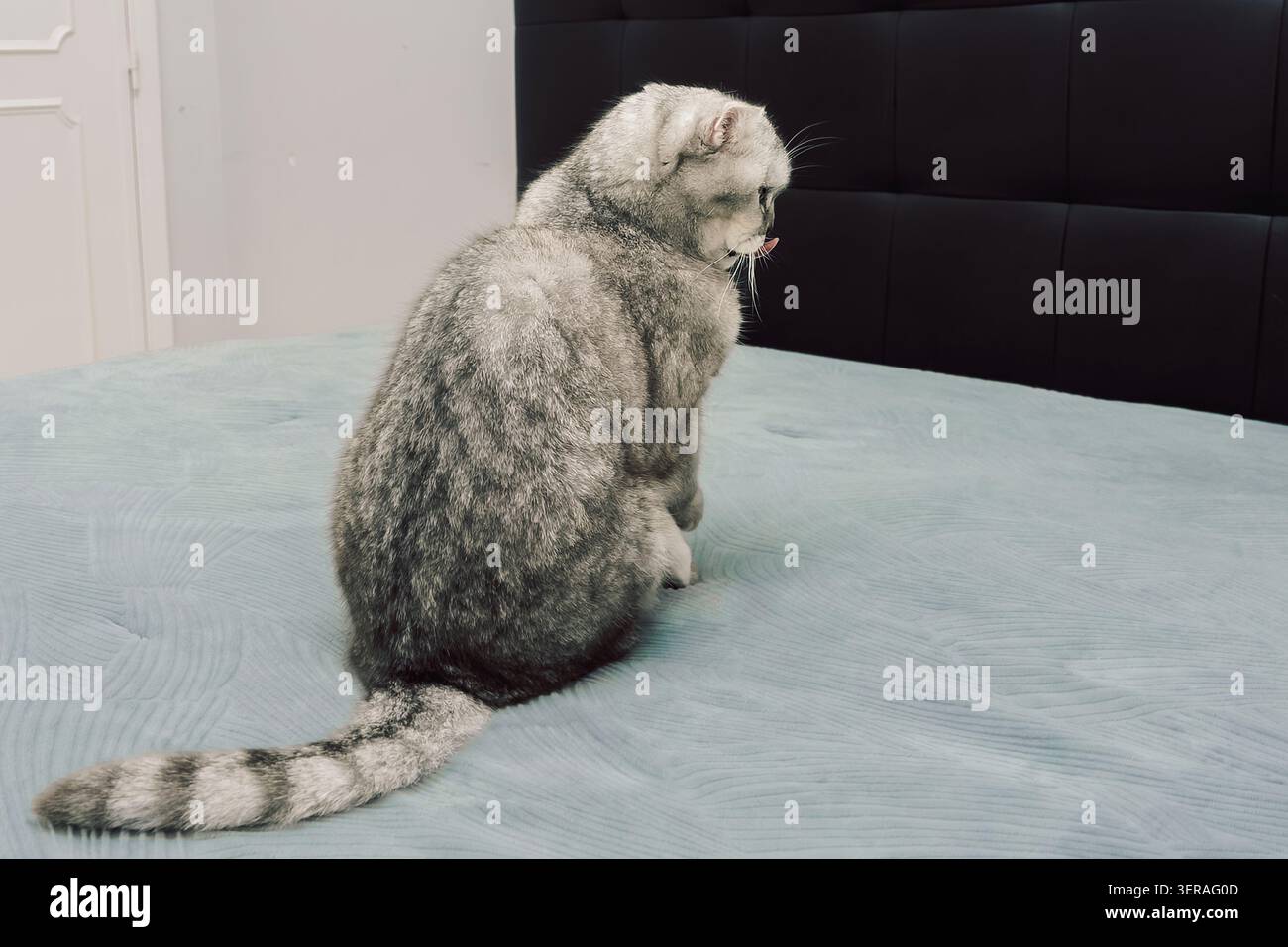 Die Katze sitzt auf dem Bett und reinigt ihr Fell tagsüber in gemütlichem Innenraum. Sich selbst auf einem weichen Bett zu pflegen. Die Katze leckt ihr Fell und scheint darauf konzentriert zu sein, sauber zu bleiben. S Stockfoto
