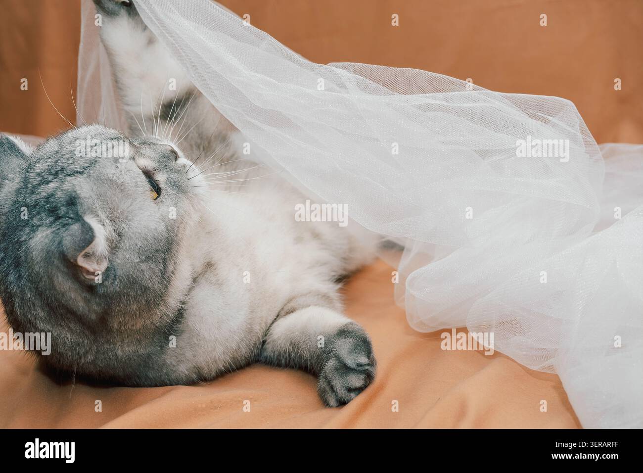 scottish Faltkatze spielt mit weißem Stoff auf brauner Oberfläche während der Freizeit im Innenbereich. Cat zeigt Neugier und Energie, während er mit den s interagiert Stockfoto