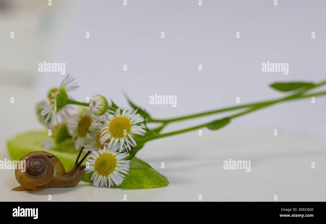 Eine Nahaufnahme von mehreren Gartenschnecken, die auf einem grünen Blatt neben kleinen Wildblumen krabbeln. Eine natürliche Tierwelt, die die Artenvielfalt zeigt Stockfoto