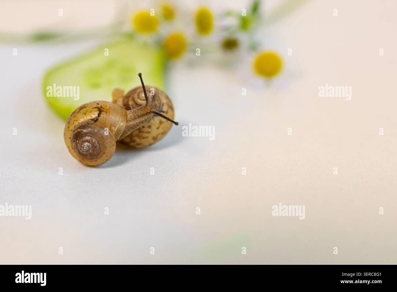 Eine Nahaufnahme von mehreren Gartenschnecken, die auf einem grünen Blatt neben kleinen Wildblumen krabbeln. Eine natürliche Tierwelt, die die Artenvielfalt zeigt Stockfoto