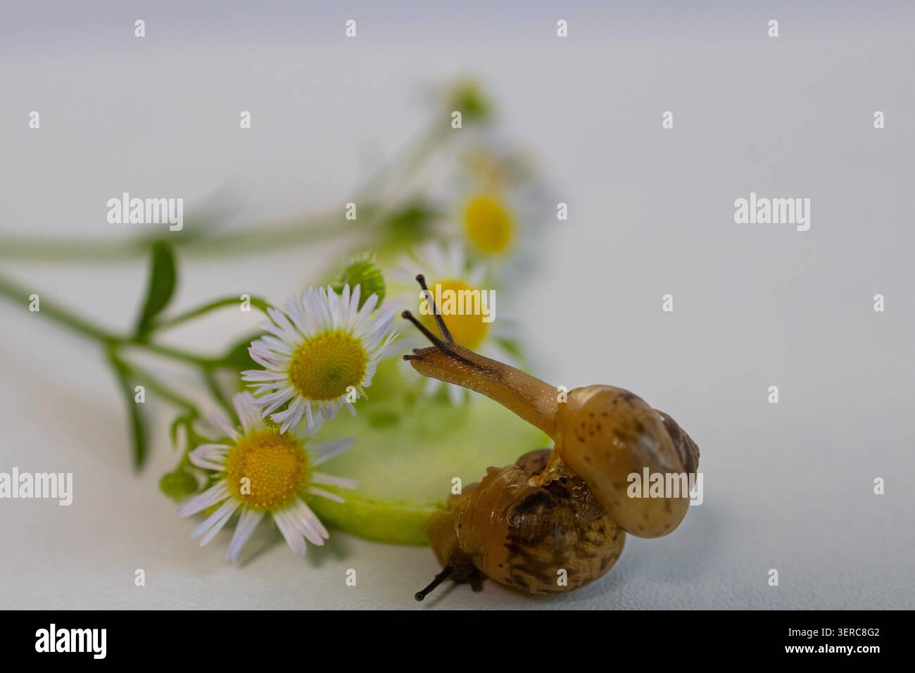 Eine Nahaufnahme von mehreren Gartenschnecken, die auf einem grünen Blatt neben kleinen Wildblumen krabbeln. Eine natürliche Tierwelt, die die Artenvielfalt zeigt Stockfoto