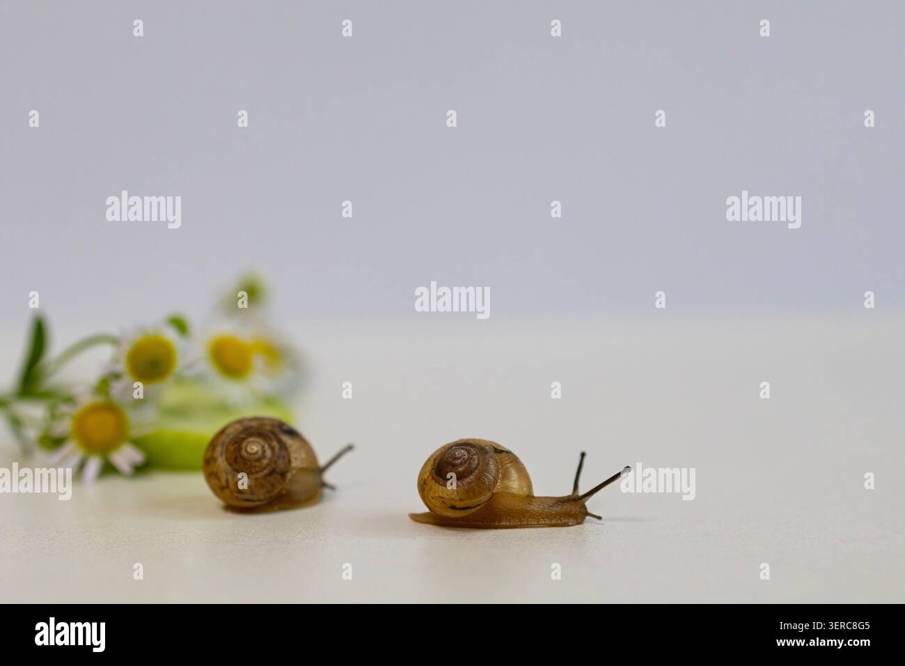 Eine Nahaufnahme von mehreren Gartenschnecken, die auf einem grünen Blatt neben kleinen Wildblumen krabbeln. Eine natürliche Tierwelt, die die Artenvielfalt zeigt Stockfoto