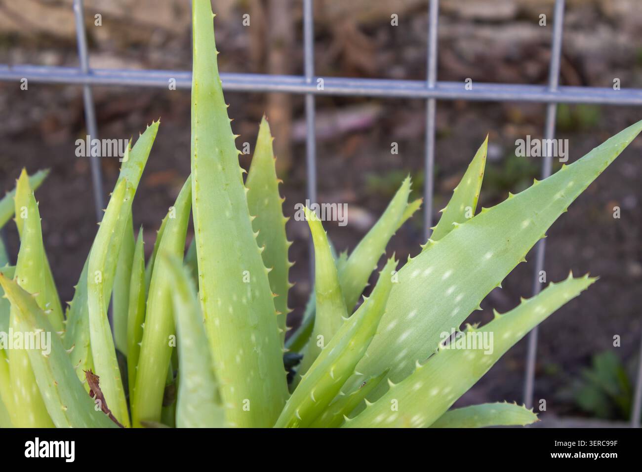 Makroansicht gesunder Aloe Vera-Blätter mit charakteristischen gezackten Kanten und sukkulenter Textur. Heilpflanze, die im Freien wächst. Stockfoto