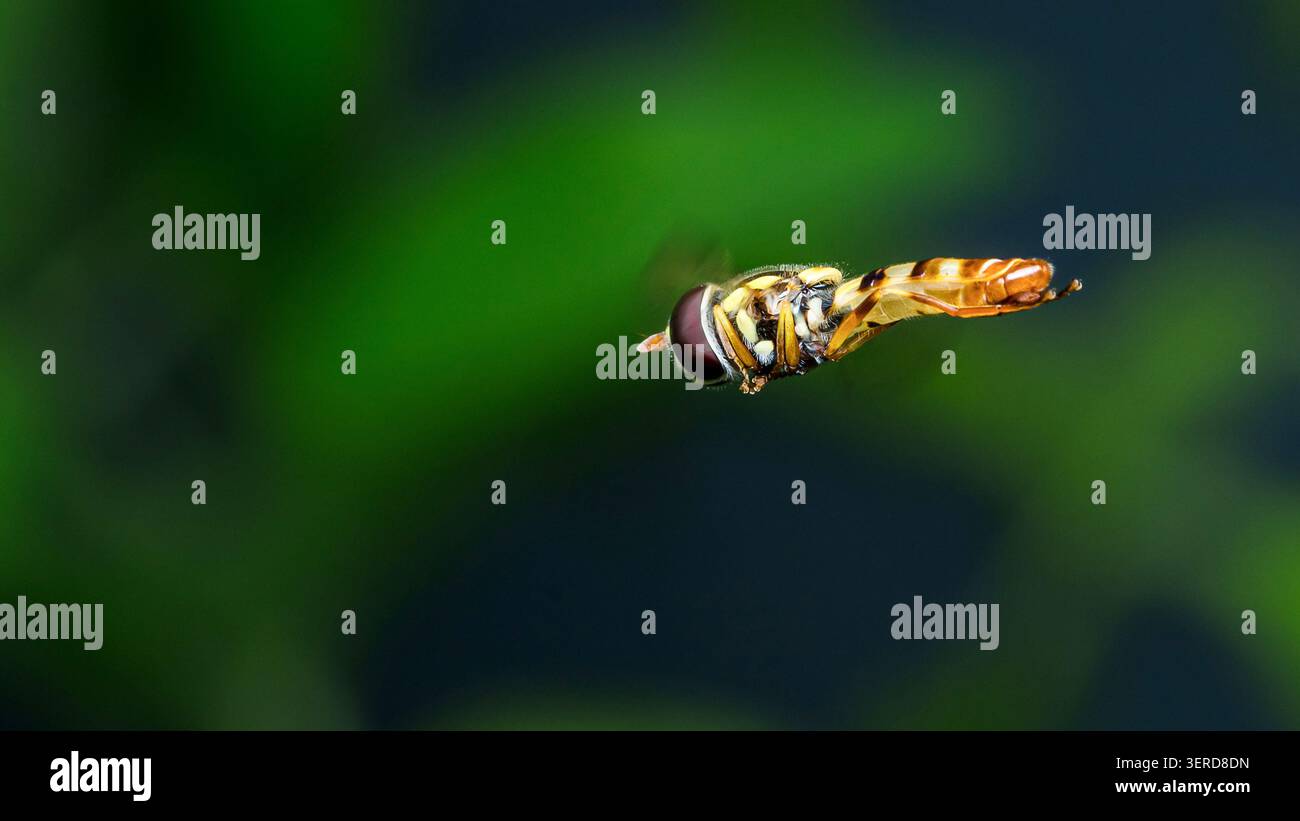Hoverfly Insekt in der Mitte des Fluges, Flügel bewegen sich schnell und erzeugen einen Unschärfeeffekt vor einem weichen, unscharfen grünen Hintergrund. Thailand Fotografie, keine Generation Stockfoto