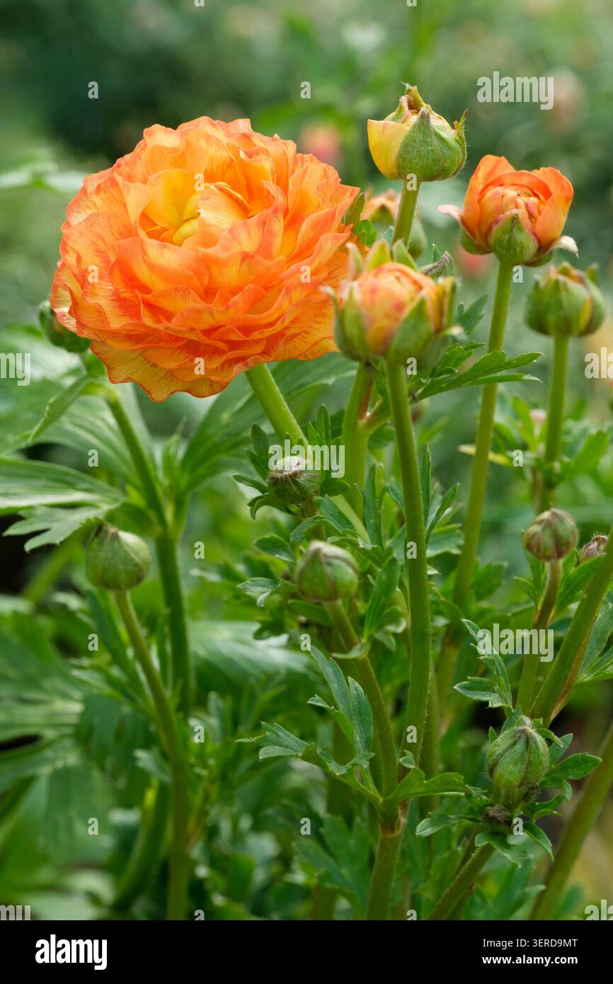Ranunculus Rococo Peach, Ranunculus Rocpeach, Buttercup Rococo Peach, halbdoppelte Blüten mit Rüschenblättern, Mischung aus Gelb und Orange Stockfoto