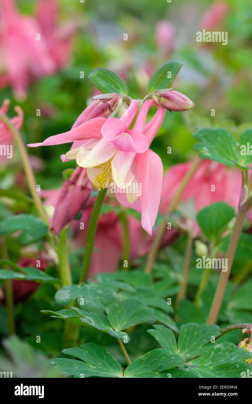 Aquilegia Spring Magic Rose and White, columbine Spring Magic Rose and White, kurzspornige Blüten, hellrosa äußere Blütenblätter und Sporen, White inn Stockfoto