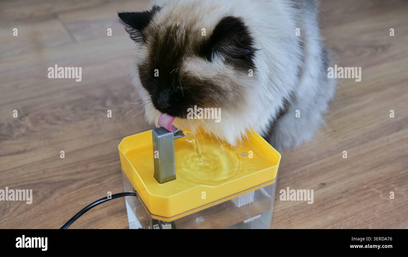 Ragdoll Cat Trinkwasser aus einem Tierbrunnen Stockfoto
