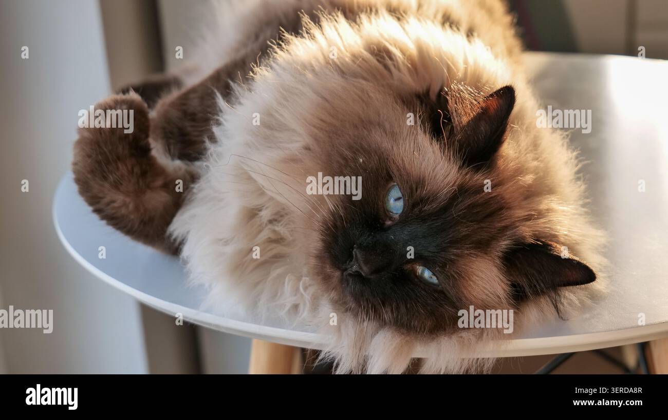 Ragdoll-Katze, die sich im Sonnenlicht auf einem Tisch entspannt Stockfoto