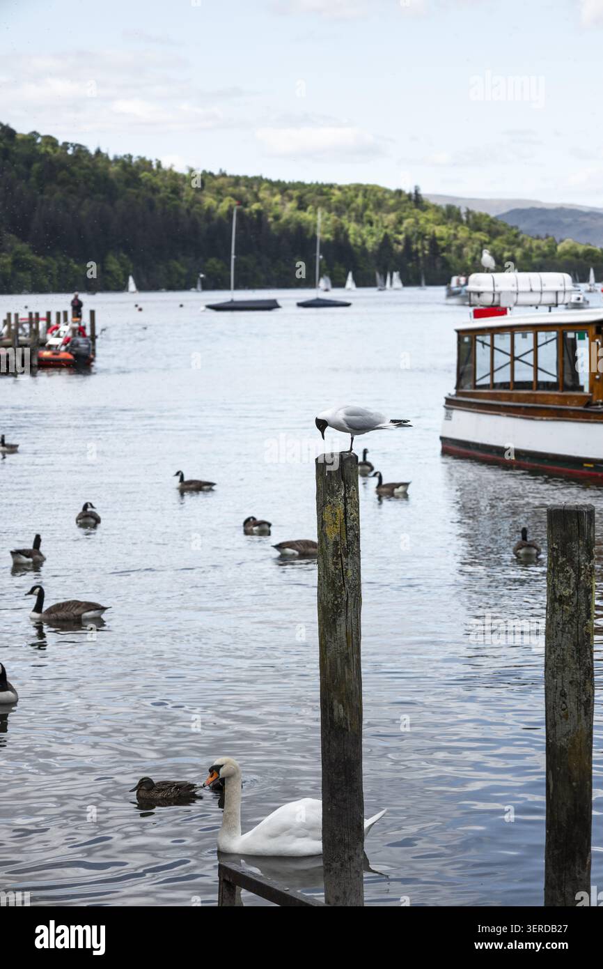 Blick auf den See von Windermere mit einem Schwan und Enten, die in der Nähe einer Möwe schwimmen, die auf einem Holzpfosten mit einem Ausflugsboot thront, und üppige grüne Hügel Windermere, Engla Stockfoto