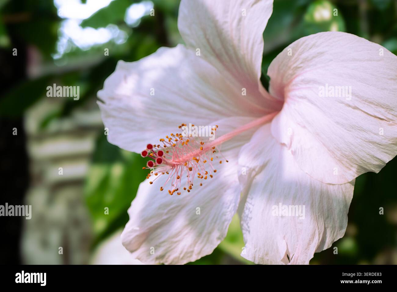 Selektive Fokussierung auf die Reproduktionsstruktur der Weißen Hibiskusblüte im Naturgarten Stockfoto