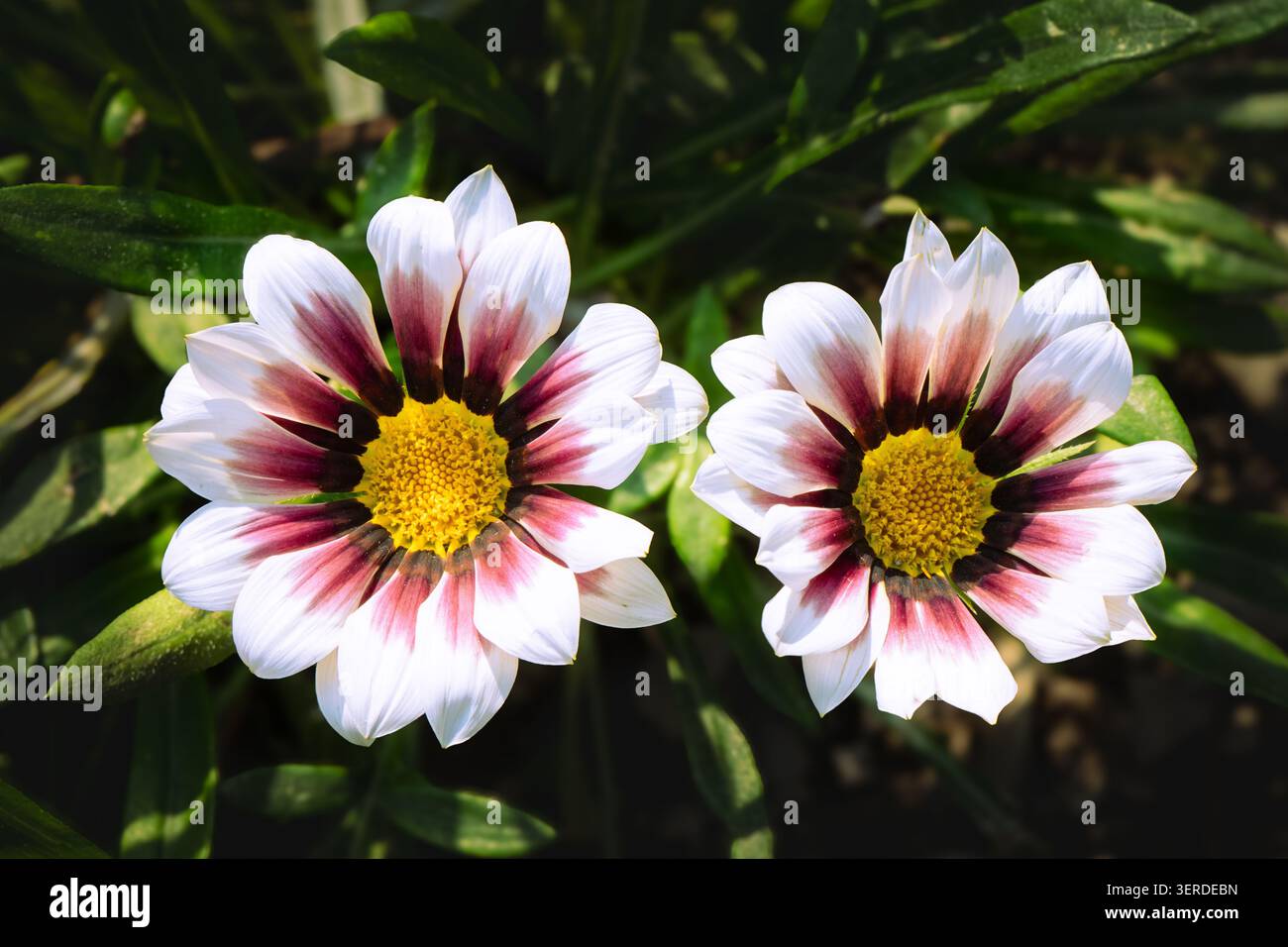 Paar Gazania Blumen Gazania rigens blüht in hellem Sonnenlicht Stockfoto