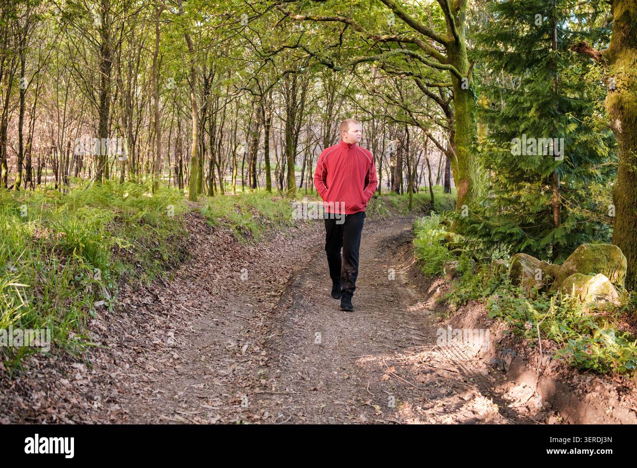 Ein Mann geht unbefestigter Weg in einem friedlichen Wald, umgeben von Bäumen und Grün Stockfoto