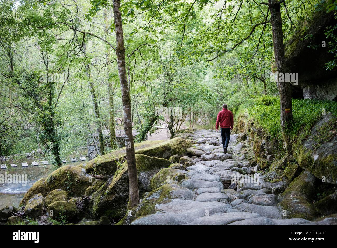Man wandert auf einem moosigen Kopfsteinpflasterweg neben einem Fluss in einem üppigen Wald Stockfoto