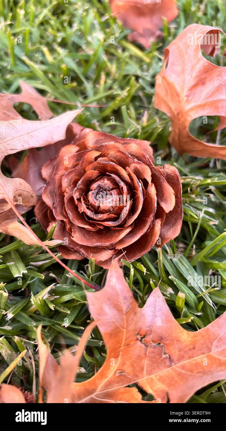 Herbstliche Tannenzapfen - Smartphone-aufgenommenes Stockfoto