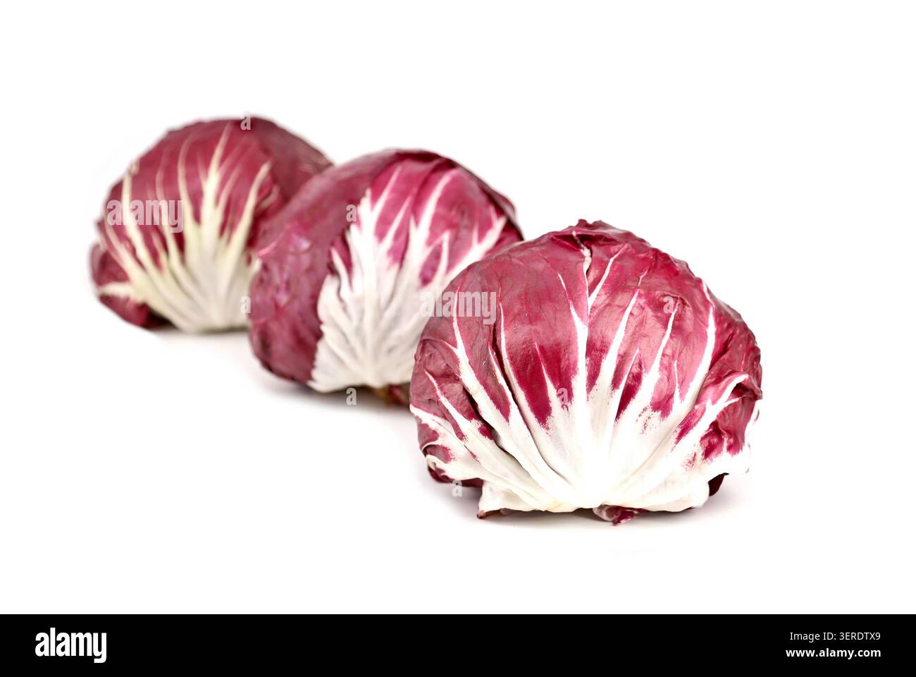 Roter Radicchio, eine Art Blattzichorie, auf weißem Hintergrund. Sie ist auch als italienische Zichorie bekannt Stockfoto
