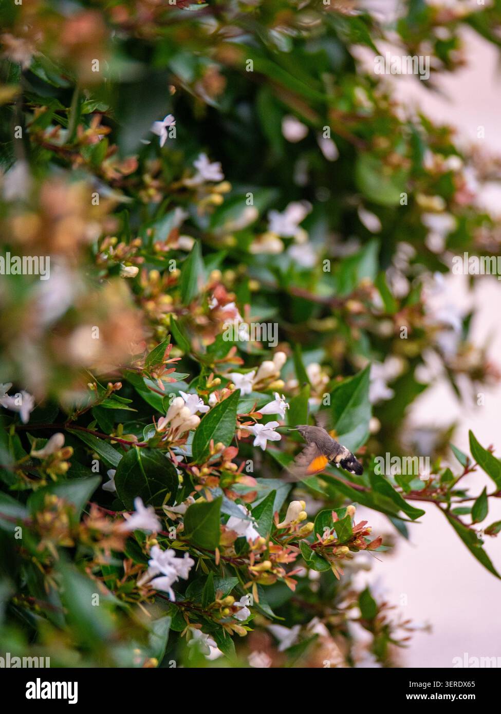 Diese Nahaufnahme fängt einen lebendigen Kolibri inmitten zarter weißer Blüten ein, die im Frühling auf üppig grünem Laub blühen. Die orangene Kehle des Vogels Stockfoto