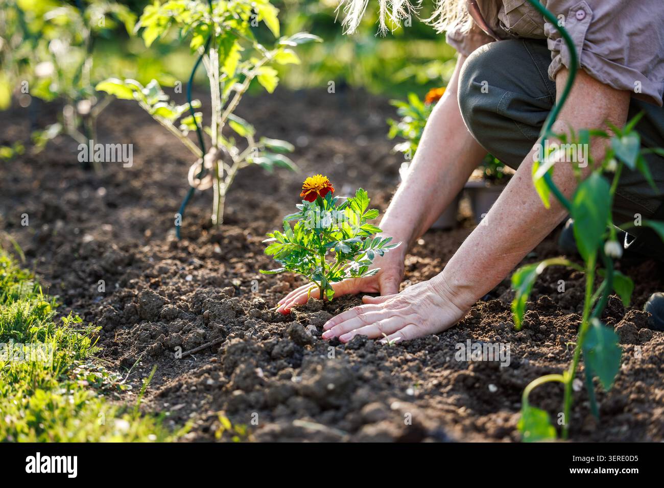 Gärtnerin pflanzt französische Ringelblume (tagetes patula) in Gemüsegartenboden zur natürlichen Schädlingsbekämpfung Stockfoto