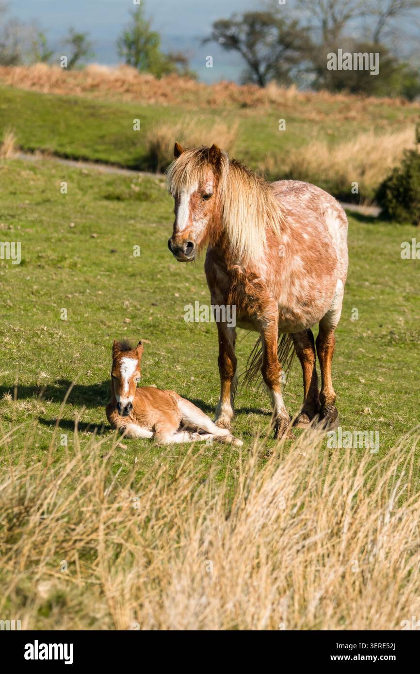 Wildes Pony und neugeborenes Fohlen Karding Mill Valley Shropshire England UK. April 2026 Stockfoto