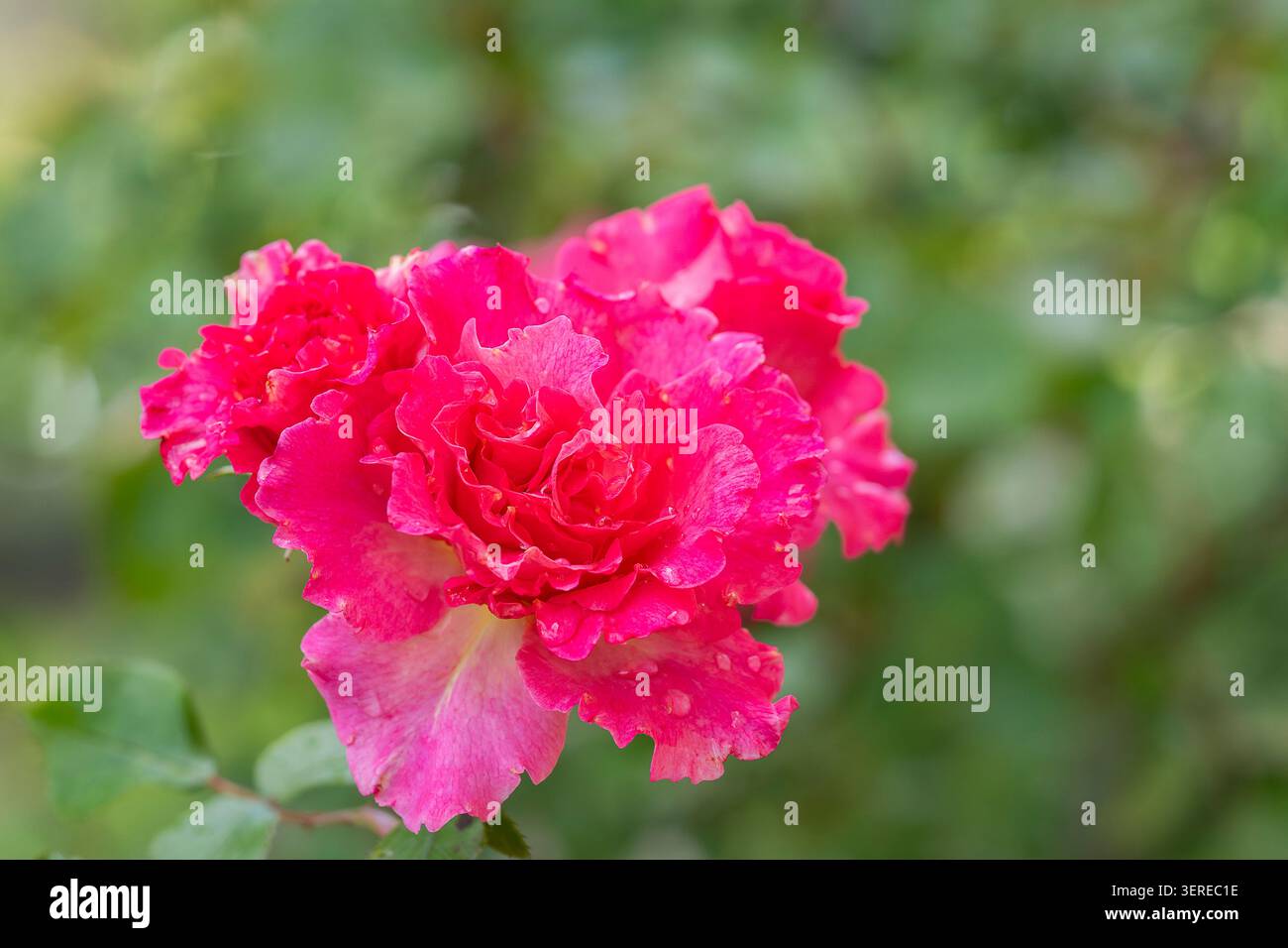 Rosa „Paradiso“-Rose mit leuchtend rosa Blütenblättern mit warmen Korallenuntertönen, die in Nahaufnahme vor einem weichen grünen Gartenhintergrund erfasst werden. Stockfoto