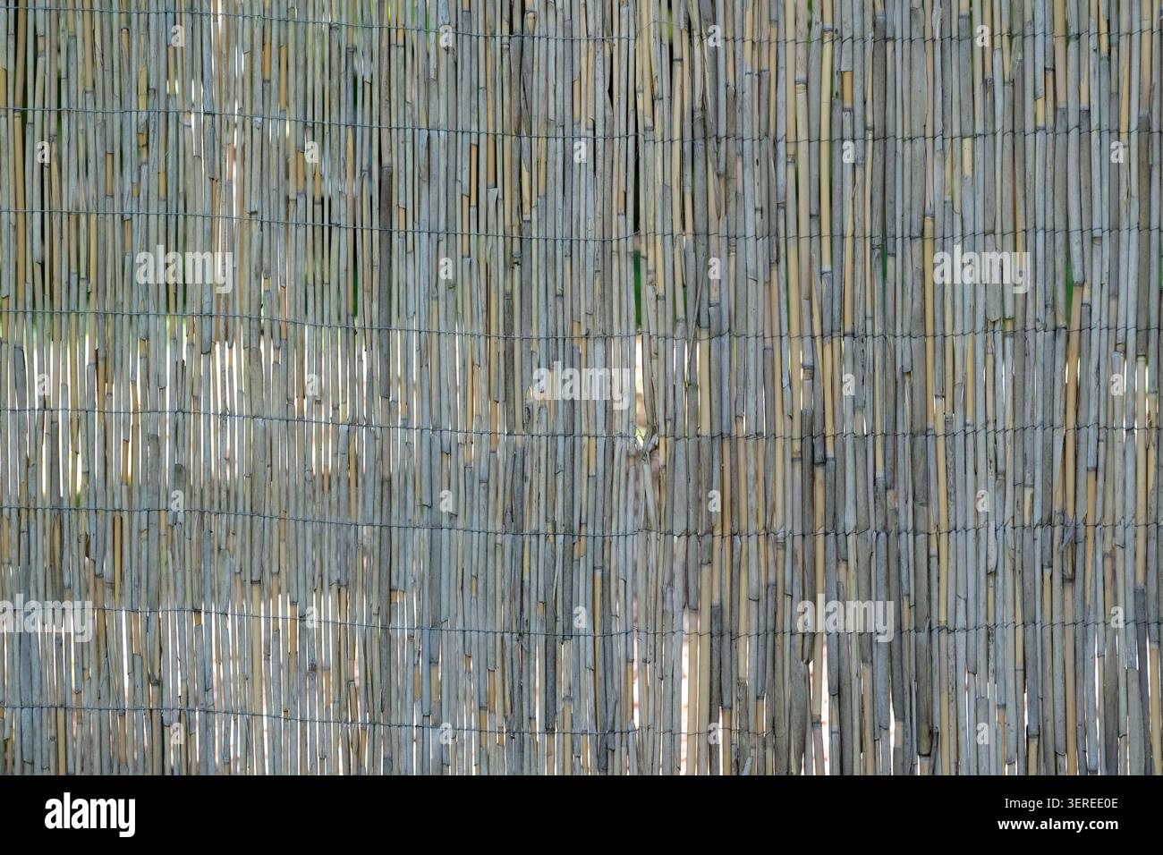 Gewebter Bambus sorgt für eine schöne Textur unter weichem Sonnenlicht in einer friedlichen Umgebung. Stockfoto