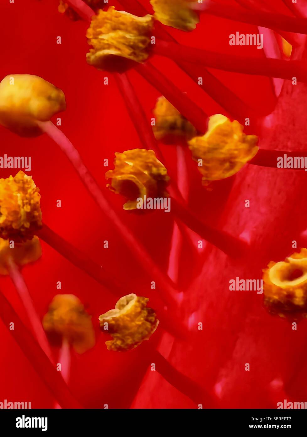 Extreme Nahaufnahme eines roten Hibiskusstamen-Clusters mit schlanken Filamenten und strukturierten gelben Pollensäckchen vor einem leuchtend roten Blütenblatt-Hintergrund Stockfoto
