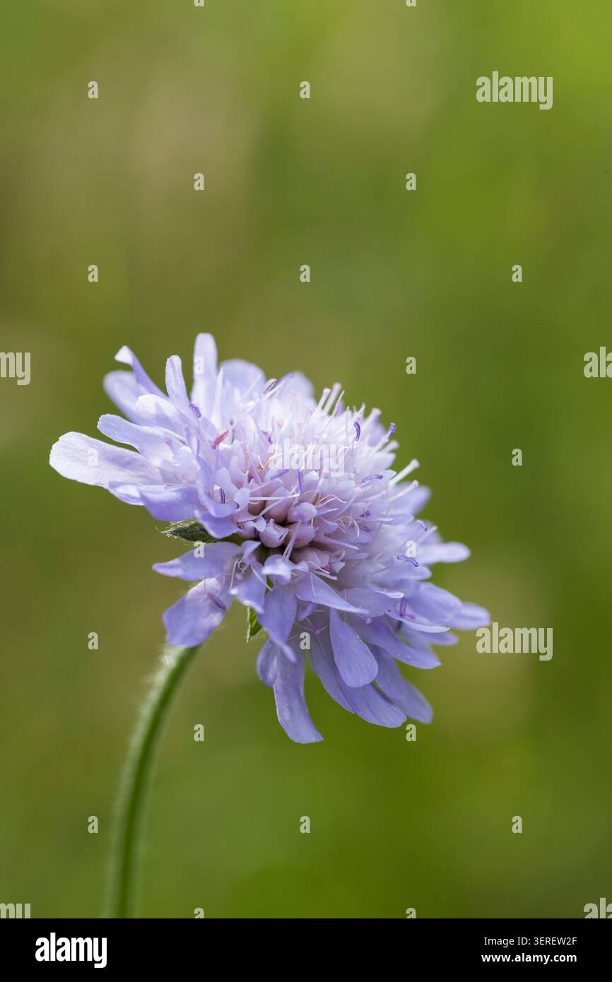 Rose Cottage Garden, Gloucestershire, Großbritannien Stockfoto