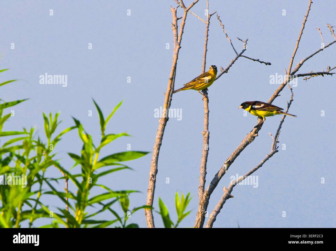 (260618) -- QIQIHAR, 18. Juni 2026 (Xinhua) -- zwei Gelbbrüste werden am 18. Juni 2026 in Feuchtgebieten entlang des Nenjiang-Flusses in der Stadt Qiqihar, nordöstlich Chinas Provinz Heilongjiang, abgebildet. Die Gelbbrüste ist Chinas erstklassiges geschütztes Wildtier und wird von der Internationalen Union für Naturschutz als kritisch gefährdet eingestuft. (Foto: Wang Yonggang/Xinhua) Stockfoto