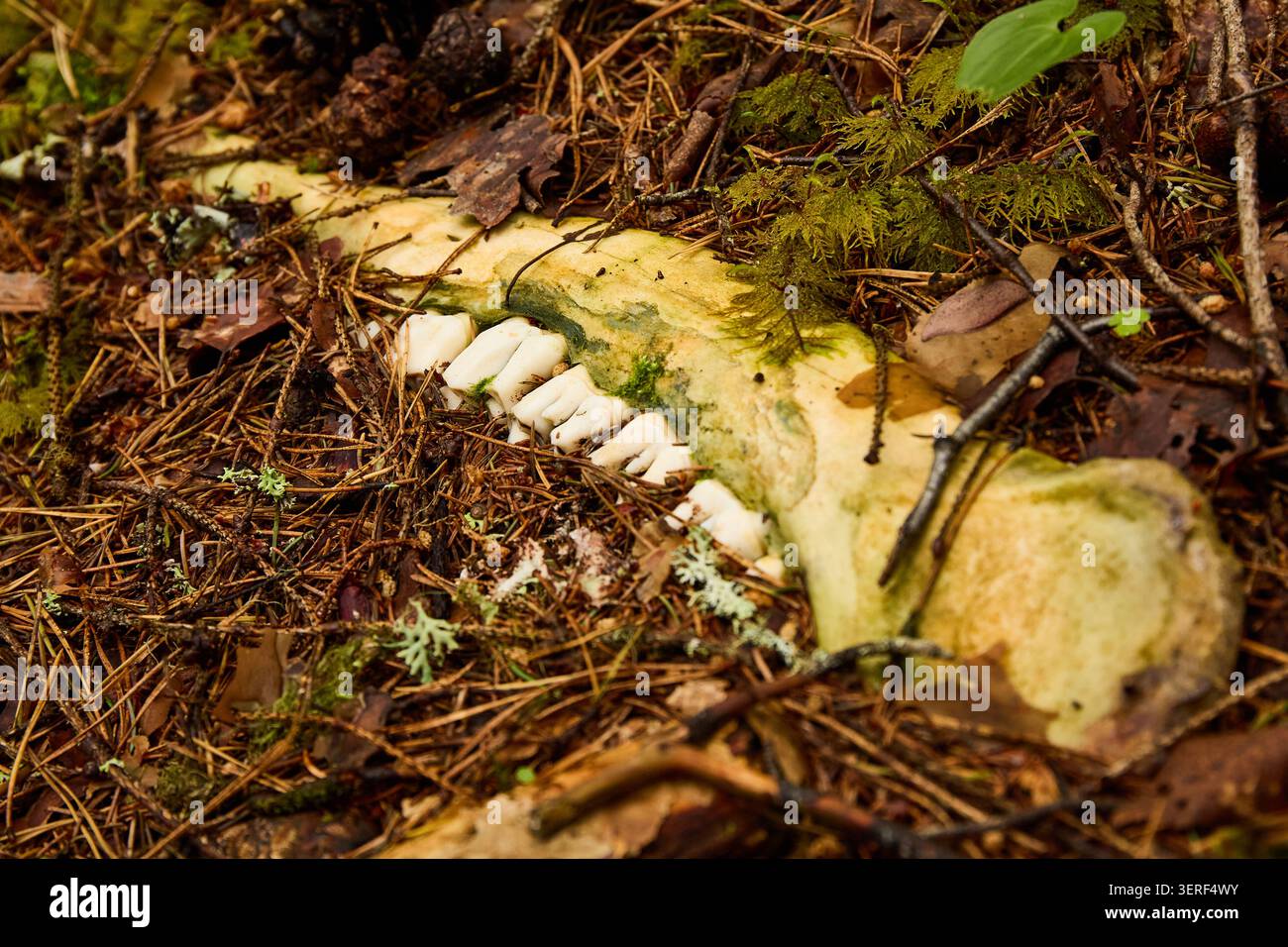 Hellweiße Zähne, die von einem lange zersetzten Elch zurückgelassen wurden, heben sich vom Waldboden ab Stockfoto
