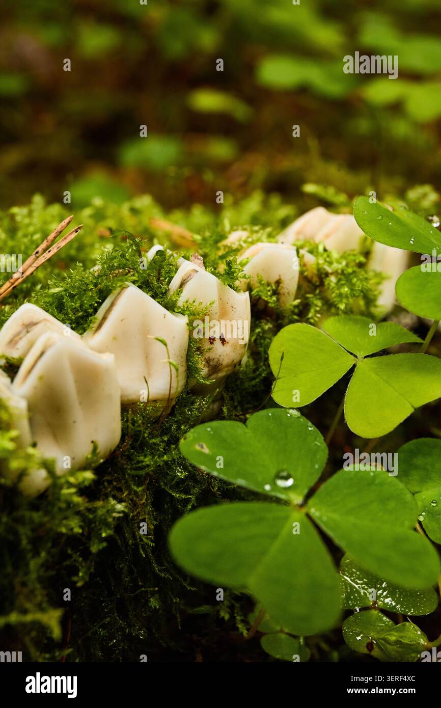 Hellweiße Zähne, die von einem lange zersetzten Elch zurückgelassen wurden, heben sich vom Waldboden ab Stockfoto