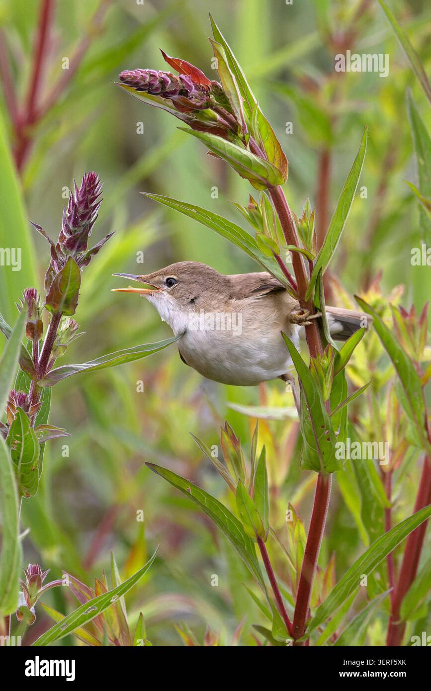 Reed Warbler (Acrocephalus scirpaceus), der kleine Insektenblattlaus Suffolk im Juni 2026 isst Stockfoto