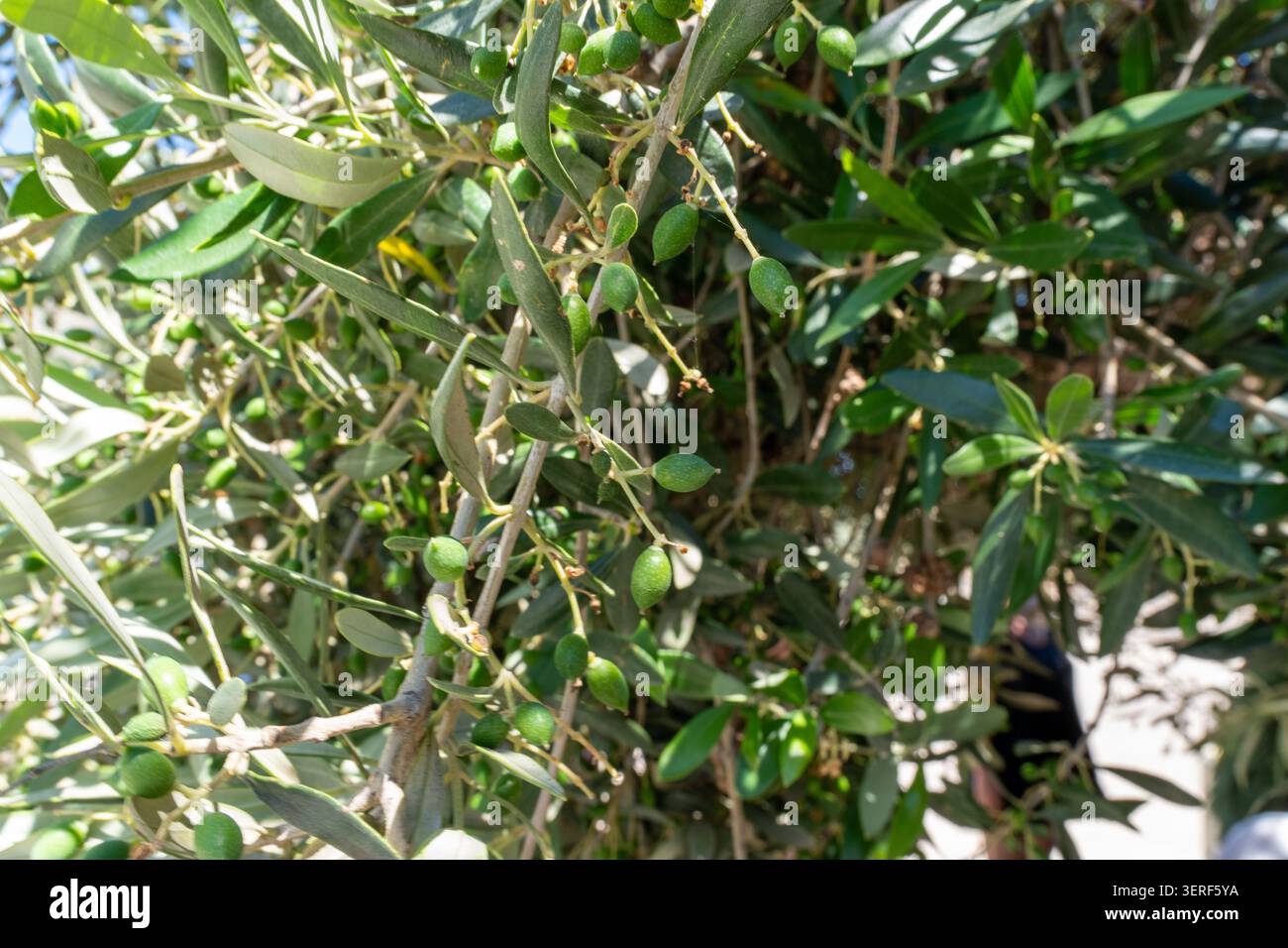 Makrofoto des Premium-griechischen Koroneiki-Olivenzweigs mit kleinen grünen Früchten und dichtem Laub, angebaut für hochwertiges natives Olivenöl extra pro Stockfoto
