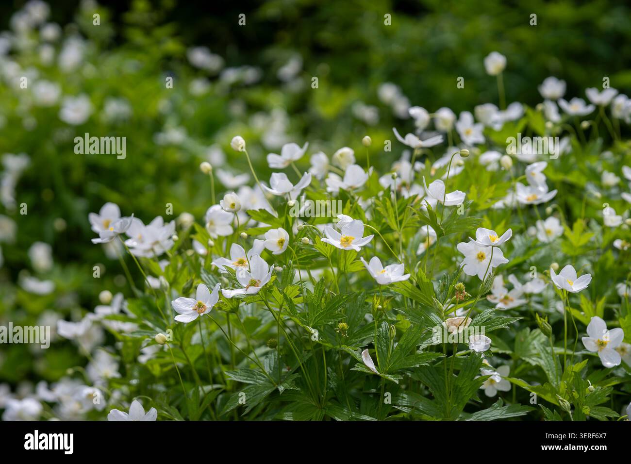 Kanadas Anemonen (Anemonastrum canadense) blühen auf einer üppig grünen Wiese und bilden einen zarten Teppich aus weißen Blüten. Stockfoto