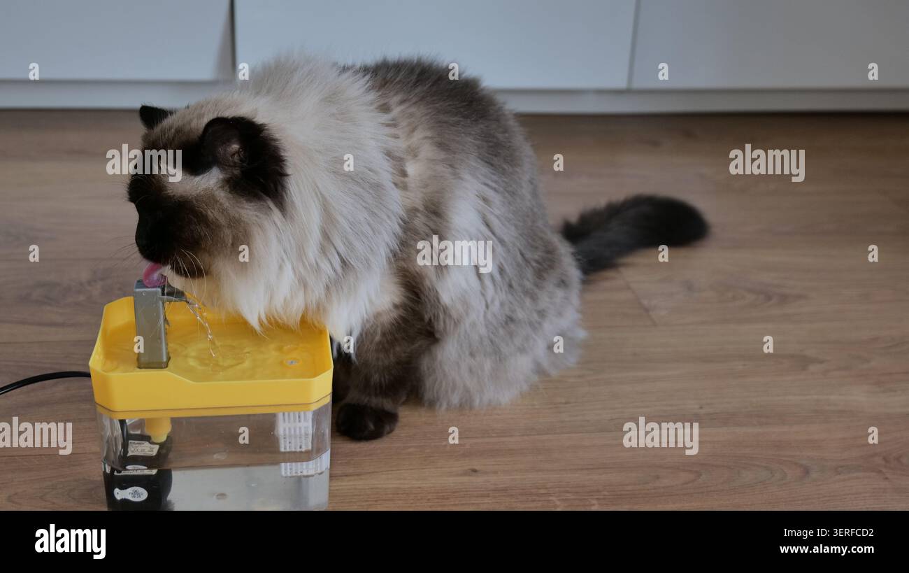 Ragdoll Cat Trinkwasser aus einem Tierbrunnen Stockfoto